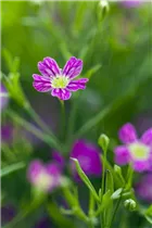 Gypsophila muralis - Mauer-Gipskraut Gypsophila muralis - Mauer-Gipskraut