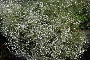 Gypsophila muralis - Mauer-Gipskraut Gypsophila muralis - Mauer-Gipskraut