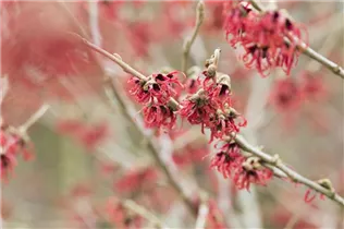Hamamelis mollis - Chinesische Zaubernuss