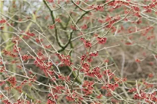 Hamamelis mollis - Chinesische Zaubernuss