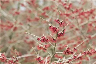 Hamamelis mollis - Chinesische Zaubernuss