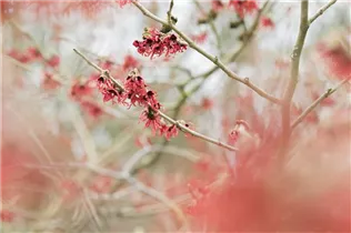 Hamamelis mollis - Chinesische Zaubernuss