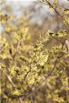 Hamamelis x intermedia - Hybrid-Zaubernuss