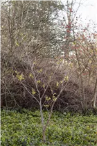 Hamamelis x intermedia - Hybrid-Zaubernuss