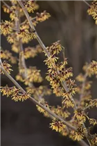 Hamamelis x intermedia - Hybrid-Zaubernuss