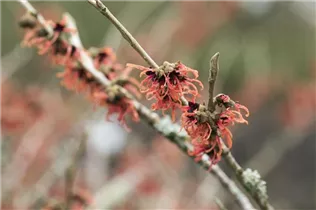 Hamamelis x intermedia - Hybrid-Zaubernuss