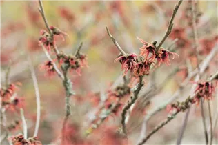 Hamamelis x intermedia - Hybrid-Zaubernuss