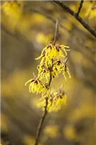 Hamamelis x intermedia 'Arnold Promise' - Schwefelgelbe Zaubernuss 'Arnold Promise'