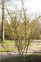 Hamamelis x intermedia 'Arnold Promise' - Schwefelgelbe Zaubernuss 'Arnold Promise'