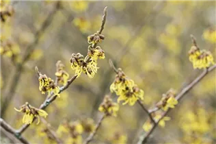 Hamamelis x intermedia 'Arnold Promise' - Schwefelgelbe Zaubernuss 'Arnold Promise'