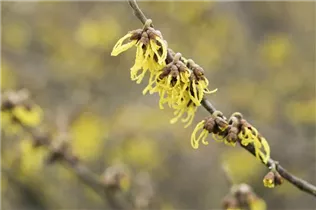Hamamelis x intermedia 'Arnold Promise' - Schwefelgelbe Zaubernuss 'Arnold Promise'