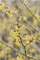 Hamamelis x intermedia 'Arnold Promise' - Schwefelgelbe Zaubernuss 'Arnold Promise'