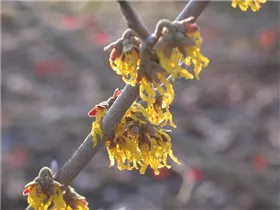 Hamamelis x intermedia 'Arnold Promise' - Schwefelgelbe Zaubernuss 'Arnold Promise'
