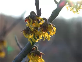 Hamamelis x intermedia 'Arnold Promise' - Schwefelgelbe Zaubernuss 'Arnold Promise'