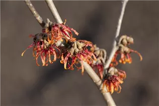 Hamamelis x intermedia 'Diane' - Zaubernuss 'Diane'