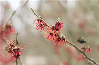 Hamamelis x intermedia 'Diane' - Zaubernuss 'Diane'