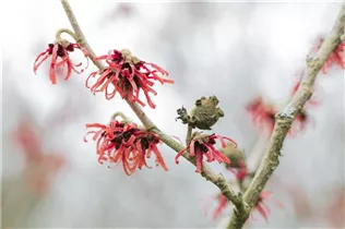 Hamamelis x intermedia 'Diane' - Zaubernuss 'Diane'