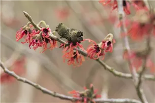 Hamamelis x intermedia 'Diane' - Zaubernuss 'Diane'
