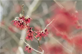 Hamamelis x intermedia 'Diane' - Zaubernuss 'Diane'