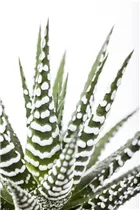 Haworthia fasciata - Haworthie Haworthia fasciata - Haworthie