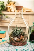 Haworthia fasciata - Haworthie Haworthia fasciata - Haworthie