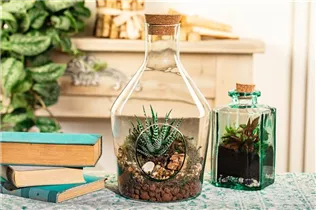 Haworthia fasciata - Haworthie Haworthia fasciata - Haworthie