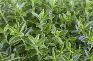 Hebe 'Green Boys' - Strauchveronika 'Green Boys'