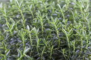 Hebe 'Green Boys' - Strauchveronika 'Green Boys'