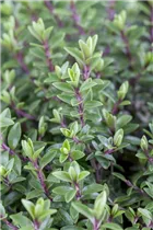 Hebe 'Green Boys' - Strauchveronika 'Green Boys'