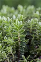 Hebe 'Green Boys' - Strauchveronika 'Green Boys'