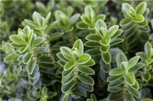 Hebe 'Green Boys' - Strauchveronika 'Green Boys'