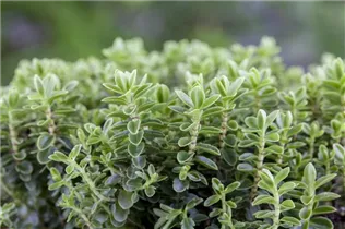 Hebe 'Green Boys' - Strauchveronika 'Green Boys'