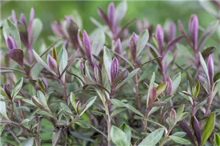 Hebe 'Green Boys' - Strauchveronika 'Green Boys'