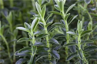 Hebe 'Green Boys' - Strauchveronika 'Green Boys'