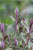 Hebe 'Green Boys' - Strauchveronika 'Green Boys'