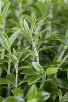 Hebe 'Green Boys' - Strauchveronika 'Green Boys'