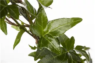 Hedera helix - Gemeiner Efeu Hedera helix - Gemeiner Efeu