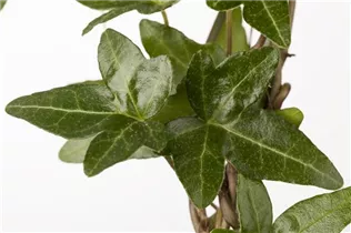 Hedera helix - Gemeiner Efeu Hedera helix - Gemeiner Efeu