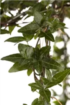 Hedera helix - Gemeiner Efeu Hedera helix - Gemeiner Efeu