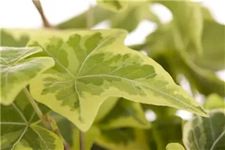 Hedera helix - Gemeiner Efeu Hedera helix - Gemeiner Efeu
