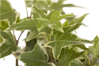 Hedera helix - Gemeiner Efeu Hedera helix - Gemeiner Efeu
