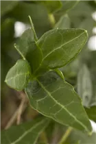 Hedera helix - Gemeiner Efeu Hedera helix - Gemeiner Efeu