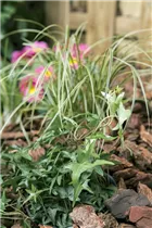 Hedera helix - Gemeiner Efeu Hedera helix - Gemeiner Efeu