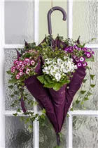 Hedera helix - Gemeiner Efeu Hedera helix - Gemeiner Efeu