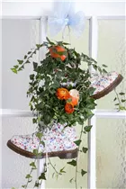 Hedera helix - Gemeiner Efeu Hedera helix - Gemeiner Efeu