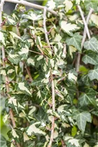 Hedera helix 'Goldheart' - Gelbbunter Efeu 'Goldheart'