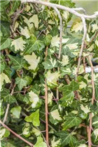 Hedera helix 'Goldheart' - Gelbbunter Efeu 'Goldheart'