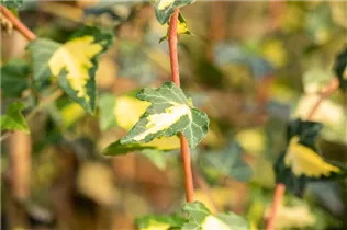Hedera helix 'Goldheart' - Gelbbunter Efeu 'Goldheart'