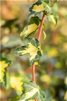 Hedera helix 'Goldheart' - Gelbbunter Efeu 'Goldheart'