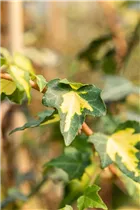 Hedera helix 'Goldheart' - Gelbbunter Efeu 'Goldheart'